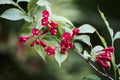 Weigela florida Red Prince is a deciduous shrub