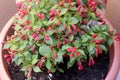 Weigela florida `Red Prince` , Red Prince Weigela