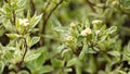 Weigela Florida variegata ornamental leaves in summer garden