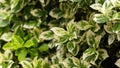 Weigela Florida variegata ornamental leaves in summer garden