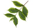 Weigela Leaf