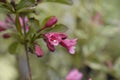 Weigela Minuet