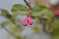 Weigela Minuet