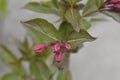 Weigela Minuet