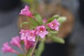 Weigela Minuet