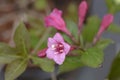 Weigela Minuet