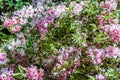 Weigela `Nana variegata` in bloom in the garden Royalty Free Stock Photo