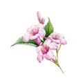 Weigela pink flowers watercolor illustration. Tender spring rose blossoms with buds and green leaves. Blooming weigela close up bu