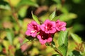 Weigela pink-magenta tube like flowers with lobed white corolla and ovate-oblong leaves on light green background
