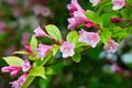 Weigela praecox in water drops after the rain.