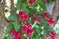 Weigela shrub with many blooming red flowers on branches Royalty Free Stock Photo
