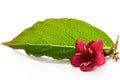 Weigelia , Weigela, white background