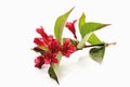 Weigelia , Weigela, white background