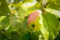 Weighs one Apple on a branch in the garden.Texture or background Royalty Free Stock Photo