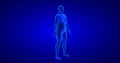 Weight loss - body transformation - woman theme. Blue Human Anatomy Body 3D Scan render