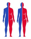 Weight loss conceptual vector illustration. Man and woman fit and fat body shape comparison. Royalty Free Stock Photo