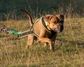 Weight pull for American stafforshire terrier