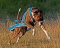 Weight pull training for a boxer 2