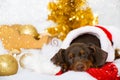 Sleeping german pinscher puppy with christmas decoration Royalty Free Stock Photo