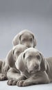 Weimar dog brothers Royalty Free Stock Photo