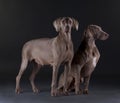 Weimar dog male and female