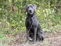 Weimaraner mix breed dog sitting outside on leash