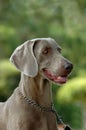 Weimaraner