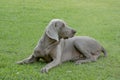 Weimaraner Royalty Free Stock Photo