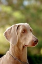 Weimaraner dog portrait Royalty Free Stock Photo