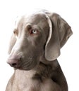 Weimaraner Royalty Free Stock Photo