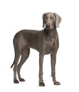 Weimaraner (9 months) Royalty Free Stock Photo