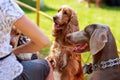 Weimaraner and american cocker spaniel