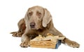 Weimaraner with book