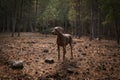 Weimaraner or Braco de Weimar dog in a pine forest Royalty Free Stock Photo