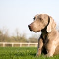 Weimaraner dog Royalty Free Stock Photo