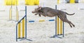 Weimaraner. Dog in an agility competition. The dog jumps over an obstacle. Sporting event, achievement in sport. Summer