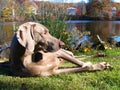 Weimaraner Dog basking