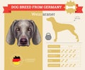 Weimaraner dog breed infographics Royalty Free Stock Photo