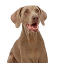 Weimaraner Dog Close-up Royalty Free Stock Photo