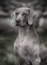 Weimaraner dog. Closeup portrait Royalty Free Stock Photo