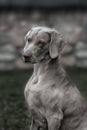 Weimaraner dog. Closeup portrait Royalty Free Stock Photo