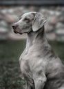 Weimaraner dog. Closeup portrait Royalty Free Stock Photo