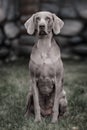 Weimaraner dog. Closeup portrait Royalty Free Stock Photo