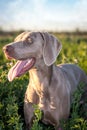 Weimaraner dog / grey ghost hound