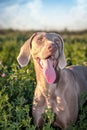 Weimaraner dog / grey ghost hound