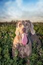 Weimaraner dog / grey ghost hound