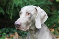 Weimaraner dog head Royalty Free Stock Photo