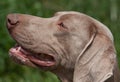 Weimaraner dog head study after working Royalty Free Stock Photo