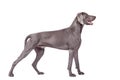 Weimaraner Dog isolated on white