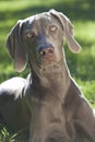 Weimaraner Dog Laying on Grass in Sunshine Royalty Free Stock Photo